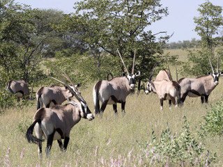 Gemsbok, Oryx gazella gazella, in Etosha National Park, Namibia