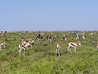 Gemsbok, Oryx gazella gazella, in Etosha National Park, Namibia
