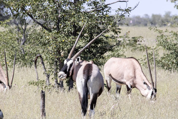 Gemsbok, Oryx gazella gazella, in Etosha National Park, Namibia