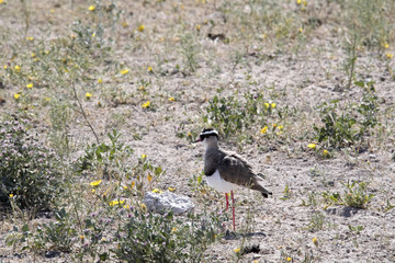 The crowned lapwing, Vanellus coronatus, Etosha, Namibia