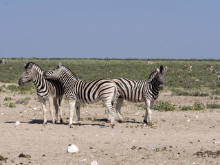 Fototapeta na wymiar Damara zebra, Equus burchelli antiquorum, in pasture, Etosha, Namibia