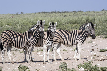 Fototapeta na wymiar Damara zebra, Equus burchelli antiquorum, in pasture, Etosha, Namibia