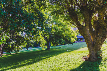 detail of city park in Sydney
