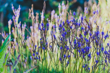 tropical-looking blooms and flowers in city park