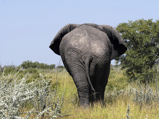 Adult male African elephant, Loxodonta africana, Etosha National Park, Namibia