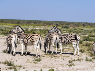 Obraz na płótnie Canvas Damara zebra, Equus burchelli antiquorum, in pasture, Etosha, Namibia