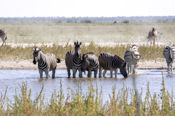 Fototapeta na wymiar Damara zebra, Equus burchelli antiquorum, at woterhole Namibia