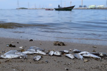dirty sea industrial area Dead fish