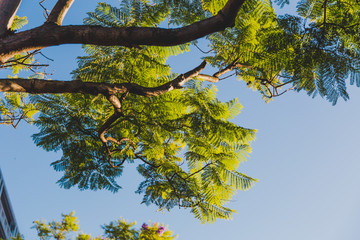 jacaranda tree branches with green leaves