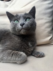 siberian blue cat © Agnieszka