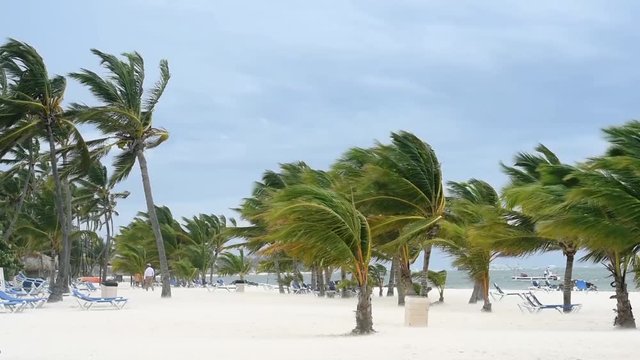 Hurricane Jose in Dominican Republic. Punta Cana, beach wind and palm trees\Punta Cana beach, Hurghada Irma, wind and sand