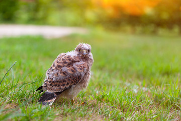 a common kestrel baby in the grass