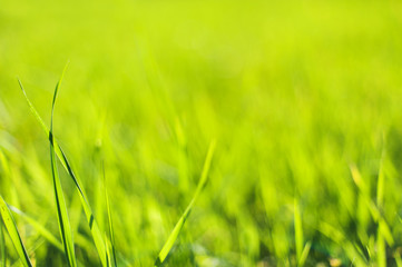 Texture of green meadow grass closeup. Green grass background,