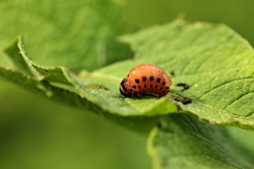 Leptinotarsa decemlineata
