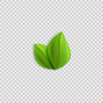 Fresh green realistic leaves vector design element