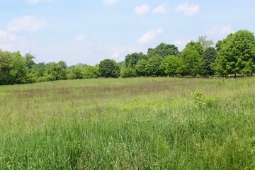 The tall grass field in the country on a sunny day.
