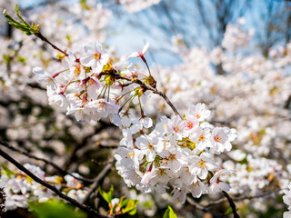 Flowers of the cherry blossoms close up on a spring day in seoul, South Korea.Blank space background on blue sky.