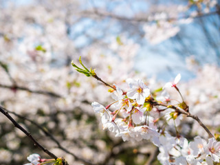 Flowers of the cherry blossoms close up on a spring day in seoul, South Korea.Blank space background on blue sky.