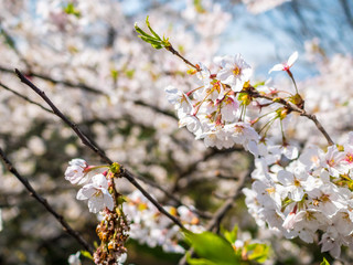 Flowers of the cherry blossoms close up on a spring day in seoul, South Korea.Blank space background on blue sky.