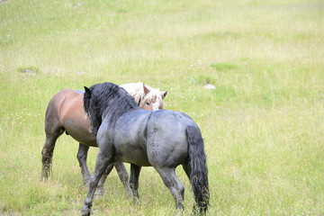 do you know me? Two heavy stallions sniffing at one another
