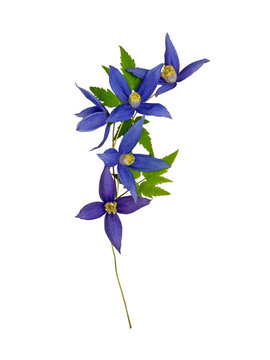 Dark violet clematis alpina flowers garland