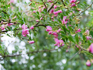 Fototapeta na wymiar Flowering of a decorative bush Halimodendron halodendron