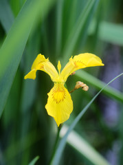 Flowering yellow marsh iris near the river