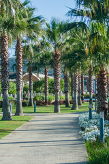 Obraz premium park palm summer Egey sea sanny day 