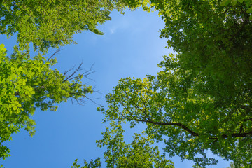 Blick in den blauen Himmel durch grüne Blätter am Baum