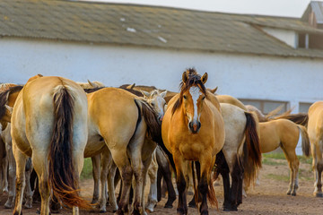 the horses on the farm next to the stable at sunset