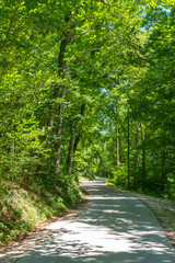 Weg im grünen Wald