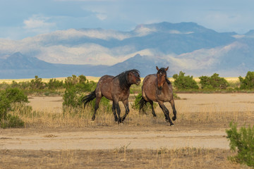 Wild Horses int he Utah Desert in Summer