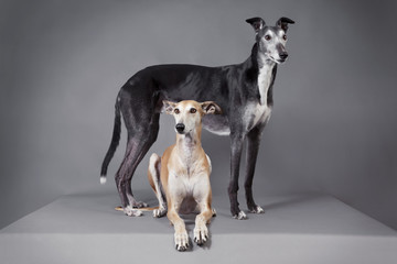 two greyhounds studio portrait