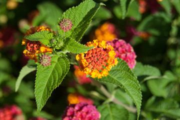 Macro photo flower on summer garden sun