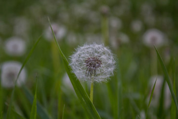 taraxacum