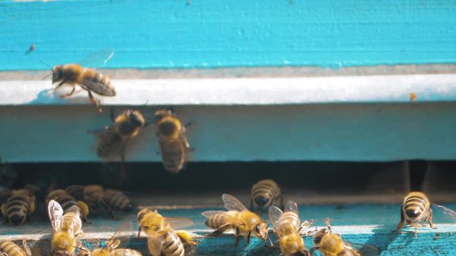 slow motion video apiary. a swarm of bees flies into a hive collect the pollen bear honey. beekeeping concept bee agriculture. Honey lifestyle bees swarming and flying around their beehive
