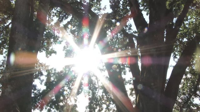 Transition from white, solar flare and spectrum from sun zoom out shining through oak tree, transition back to white.