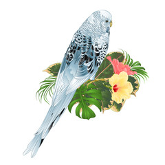 Budgerigar, blue pet parakeet or shell parakeet or budgie home pet with philodendron and hibiscus pink and yellow  on a white background vintage vector illustration editable hand draw