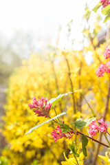 flower in the sunlight