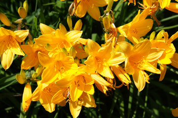 Daylily hemerocallis yellow lily flowers