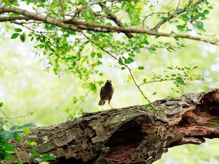 Common myna bird standing or perching on a big tree branch over nature background