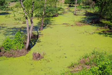 Beautiful swamp fauna, swamp landscape, swamp vegetation. Natural landscape
