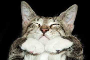 sleeping cute cat on a black background, paws