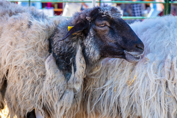 Festival de Lana de Canarias -  Das Festival der Wolle auf Teneriffa.