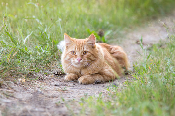 Naklejka na ściany i meble Beautiful red orange cat portrait outdoors in green grass in nature