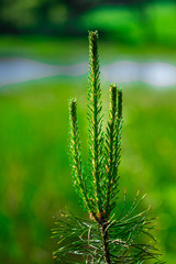 green prickly branches of a fur-tree or pine