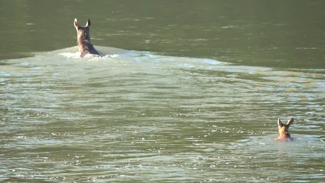 Female moose and elk cub swims along the river and goes ashore