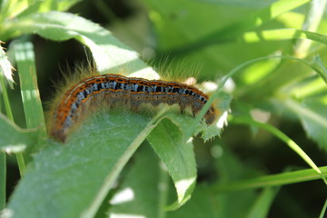 russian macro insect