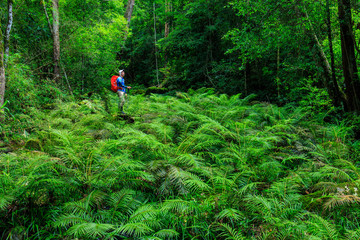 Green fern in the stream in rainforest.