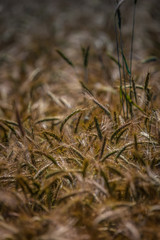 Wheat Field Ready for Harvest